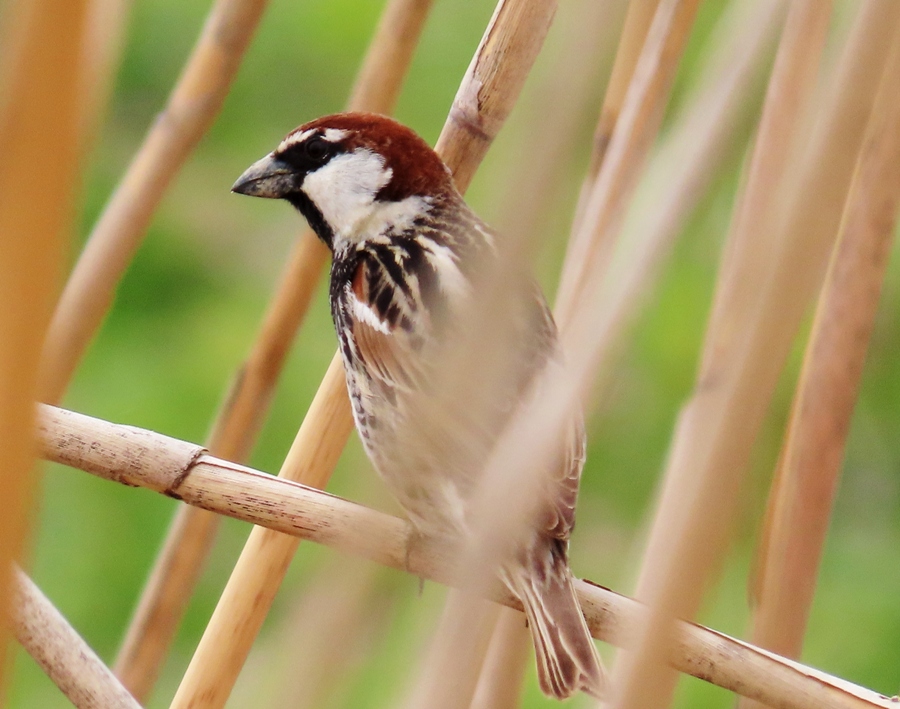 Spanish Sparrow